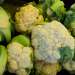 Alimentos prohibidos para los divertículos - Imagen con varias coliflor, las cuales no se recomiendan consumir durante los episodios de diverticulitis