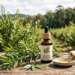 Aceite de árbol de té - Recipiente con aceite de árbol de té para el cabello que ayuda a controlar la caspa y el sebo